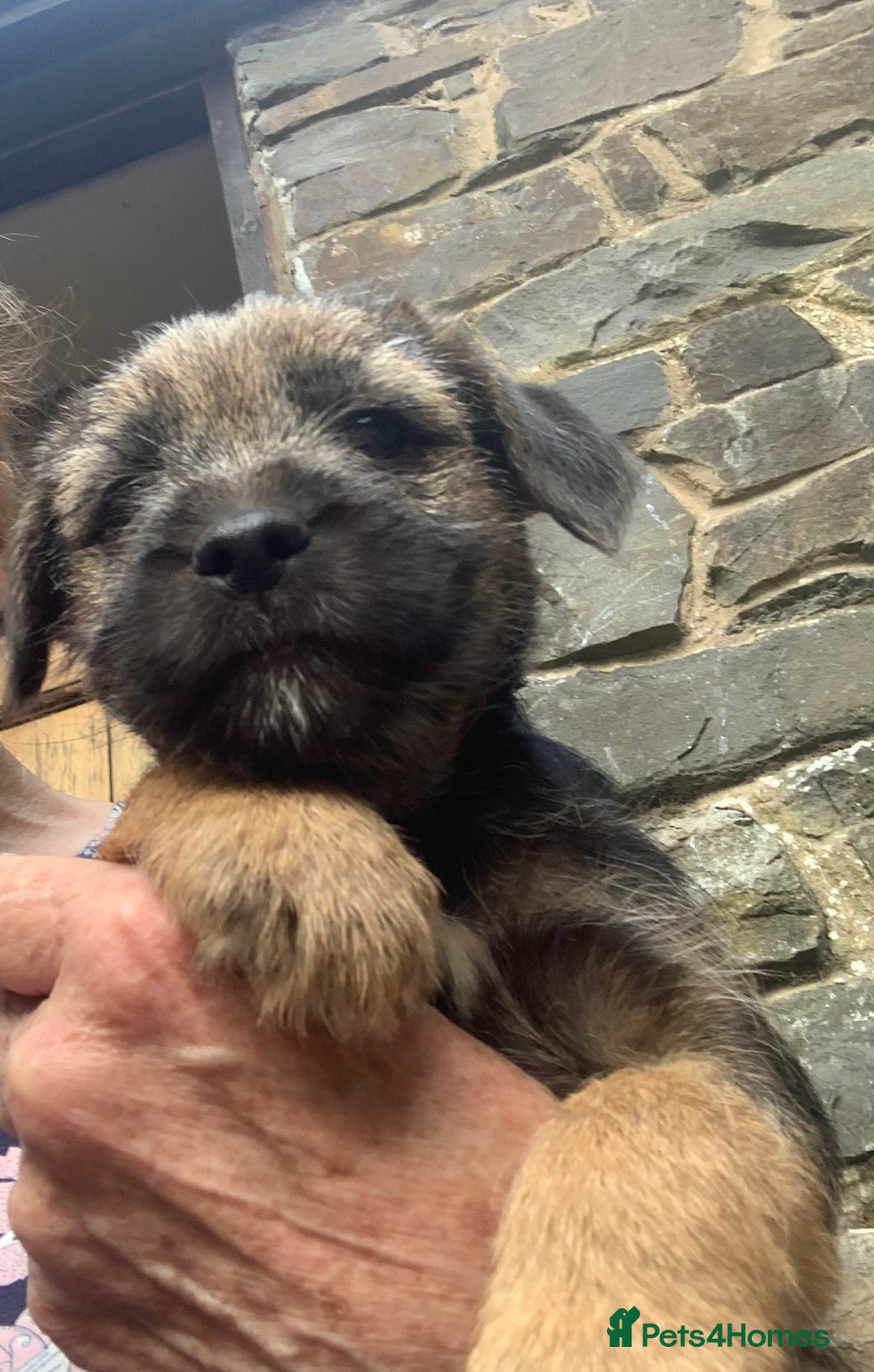 Border Terrier dogs for sale: Border terrier male puppy.  Ready now - Image 8