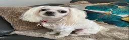 Maltese dogs for stud: 🌟Stunning KC Reg Korean Maltese boy for STUD in Waltham Cross - Advert 2
