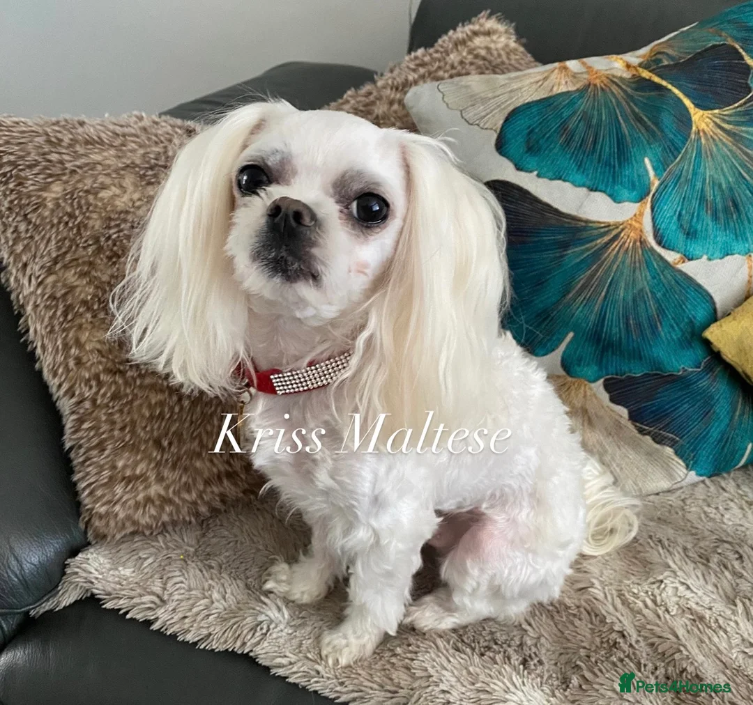 Maltese dogs for stud: 🌟Stunning KC Reg Korean Maltese boy for STUD in Waltham Cross - Advert 2