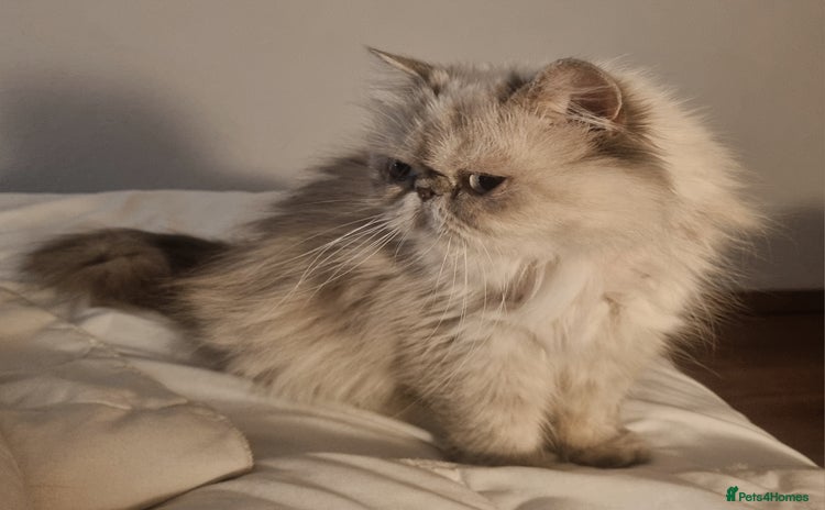 Persian cats - Advert 1