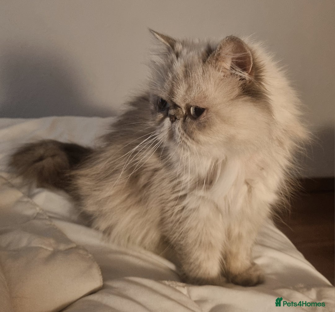Persian cats for sale: Persian Silver colour, blue eyes 11 month girl - Image 1