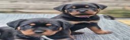 Rottweiler dogs for sale: QUALITY FEMALES AVALIBLE NOW (all sold)   - Advert 33