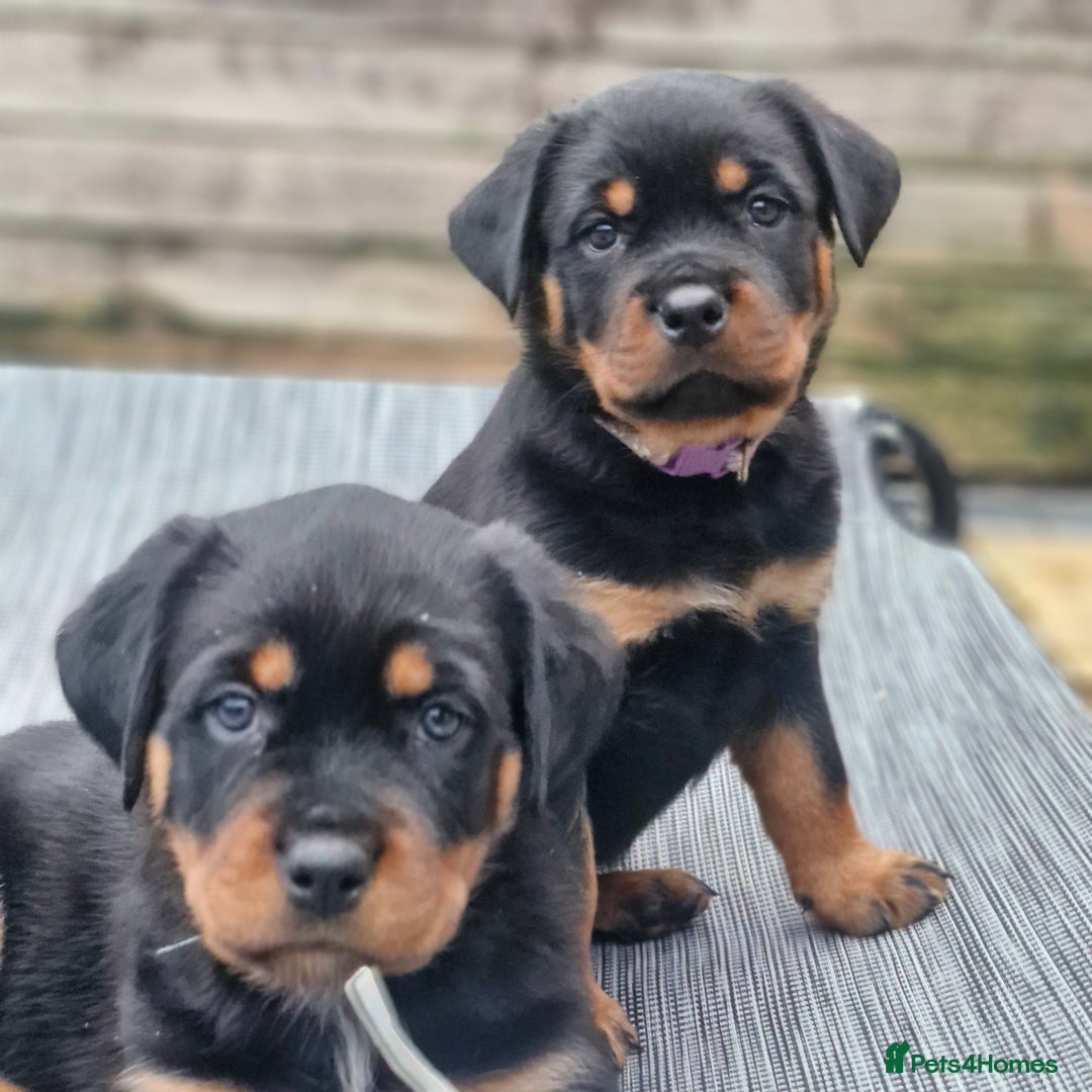Rottweiler dogs for sale: QUALITY FEMALES AVALIBLE NOW (all sold)   - Advert 33