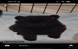 Pomeranian dogs for sale: Pomeranian puppies - Advert 1