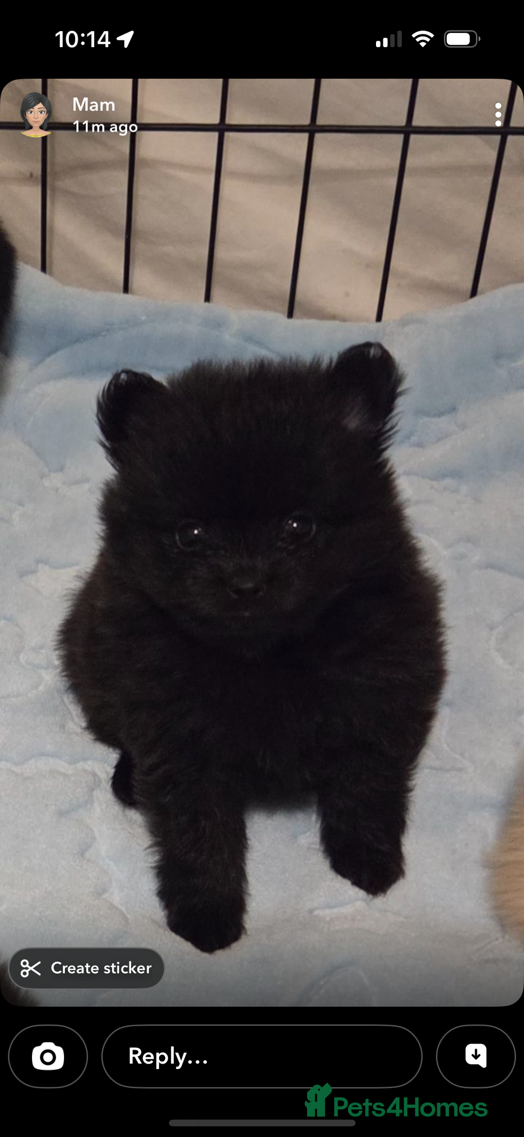 Pomeranian dogs for sale: Pomeranian puppies - Advert 1