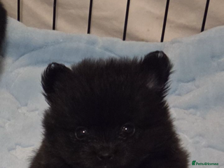 Pomeranian dogs Pomeranian puppies - Advert 3