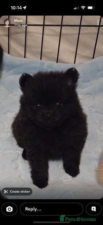 Pomeranian dogs Pomeranian puppies - Advert 1