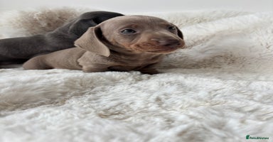 Miniature Dachshund dogs - Advert 6