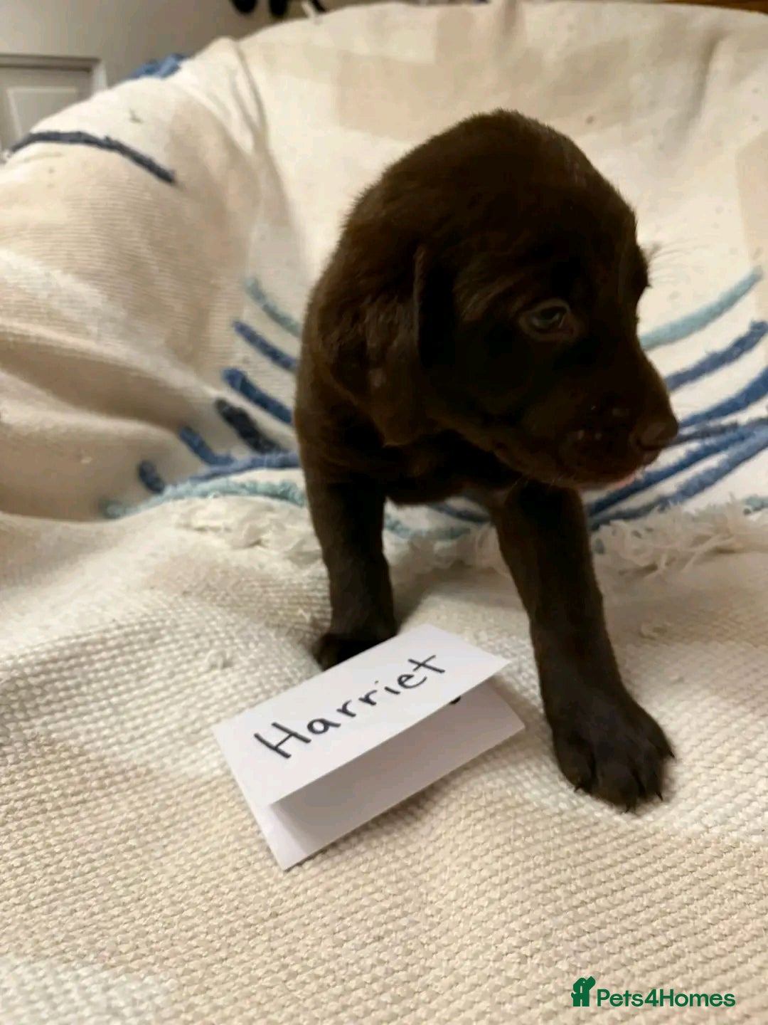 Labrador Retriever dogs for sale: Pure breed Labrador Retrievers puppies  - Image 3