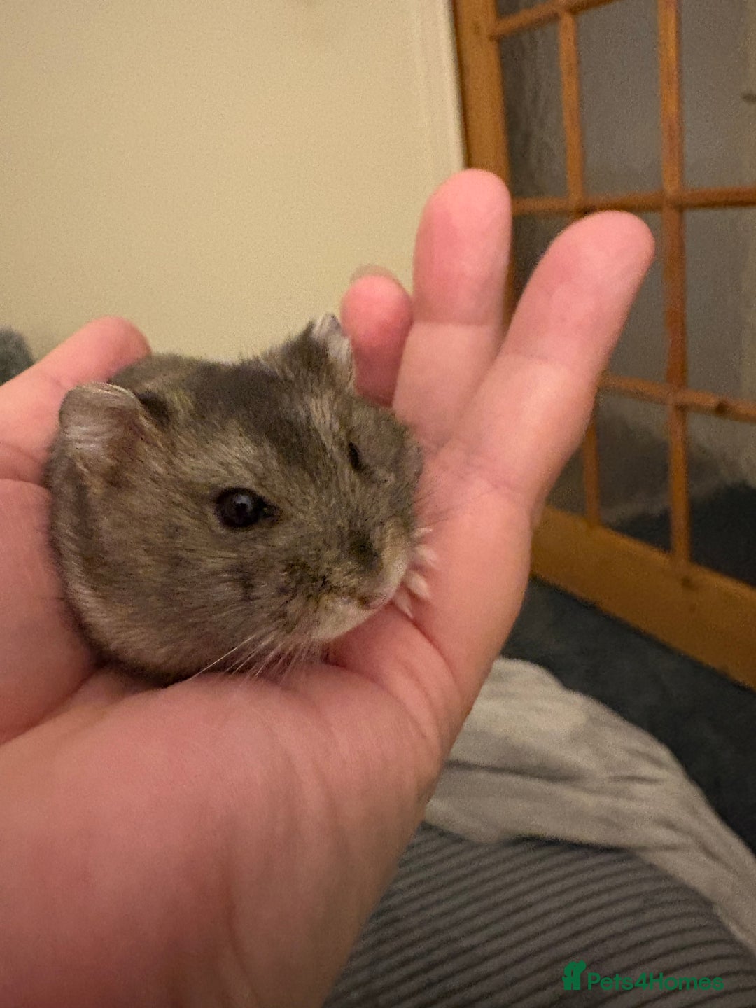 Hamster rodents for sale: Beautiful baby dwarf hamster  - Advert 1