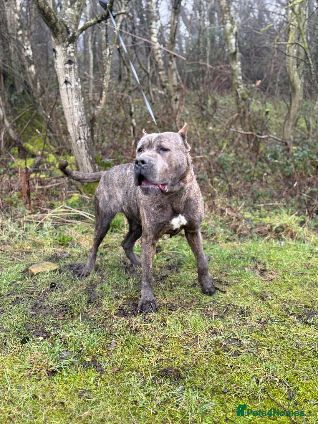 Bandog dogs for sale: Slovakian Mastiff - Advert 4