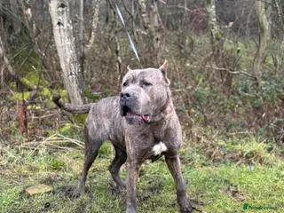 Bandog dogs Slovakian Mastiff - Advert 2