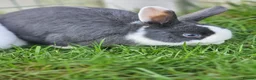 Mixed Breed rabbits for sale: Male and female available in Leek - Advert 2