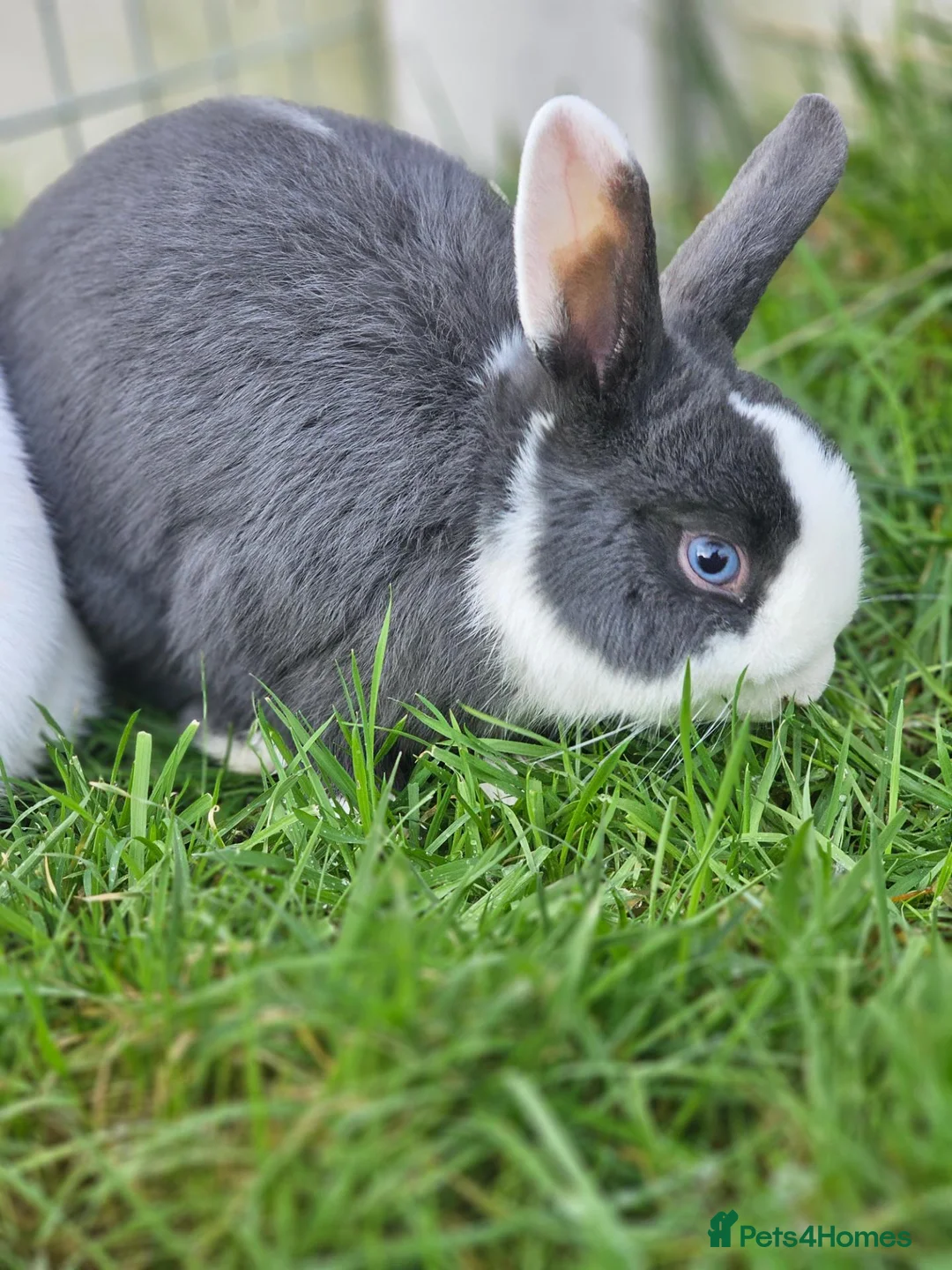 Mixed Breed rabbits for sale: Male and female available in Leek - Advert 2