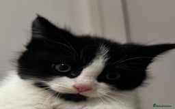 Domestic Shorthair cats for sale: Beautiful Domestic Cats-Mum,Dad&3 Adorable Kittens - Image 24