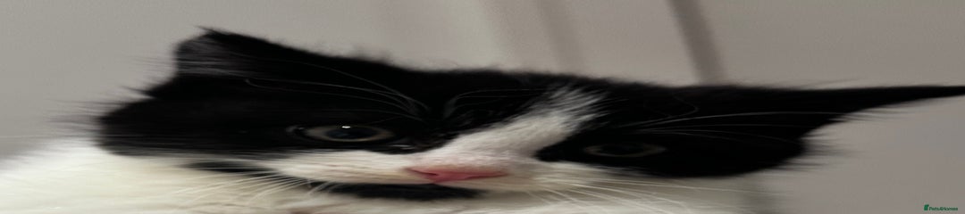 Domestic Shorthair Kitten 