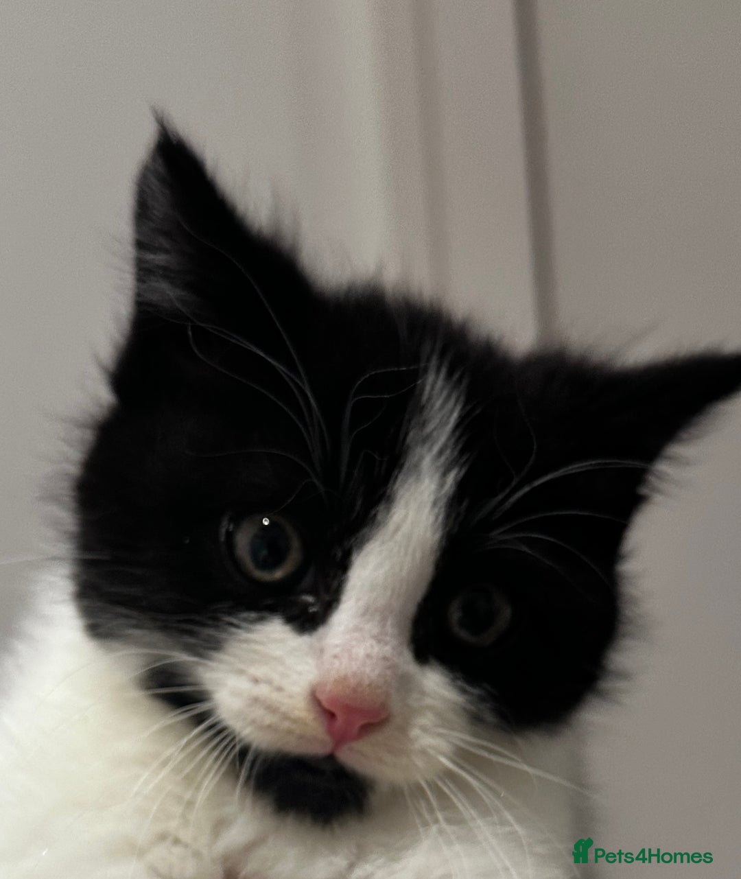 Domestic Shorthair cats for sale: Beautiful Domestic Cats-Mum,Dad&3 Adorable Kittens - Image 24