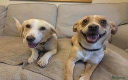 Mixed Breed dogs for adoption: PATTY - FOR ADOPTION  - Image 3