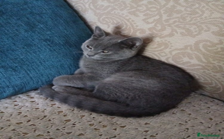 Russian Blue cats - Advert 7