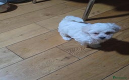 Bichon Frise dogs for sale: Bichon frise - Advert 2