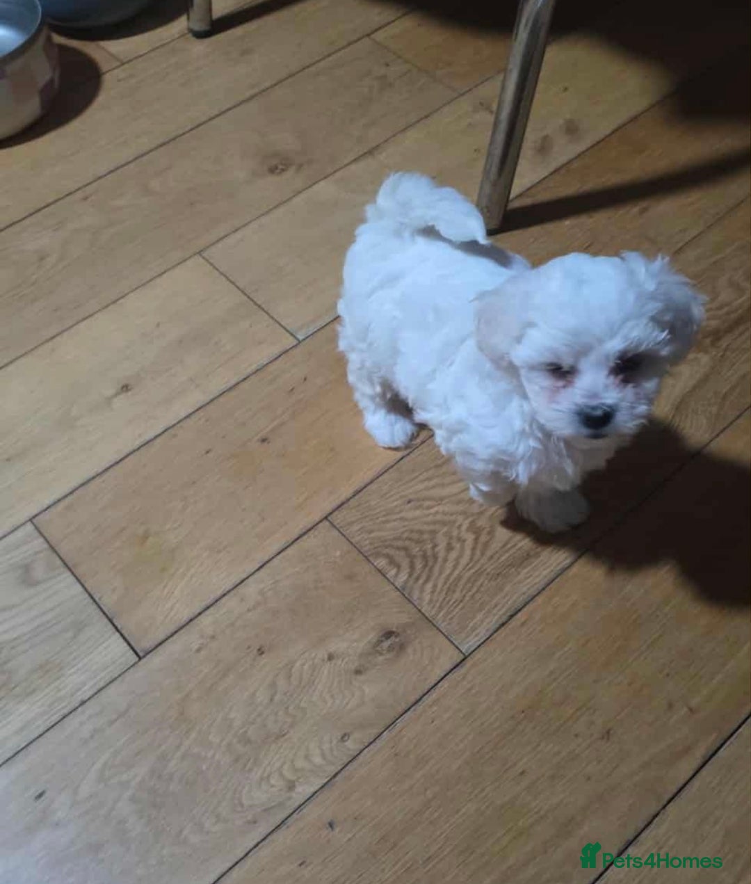 Bichon Frise dogs for sale: Bichon frise - Advert 2