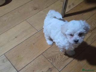 Bichon Frise dogs Bichon frise - Advert 4