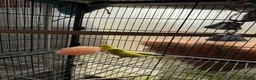 Budgerigars birds for sale: Budgies  - Advert 3