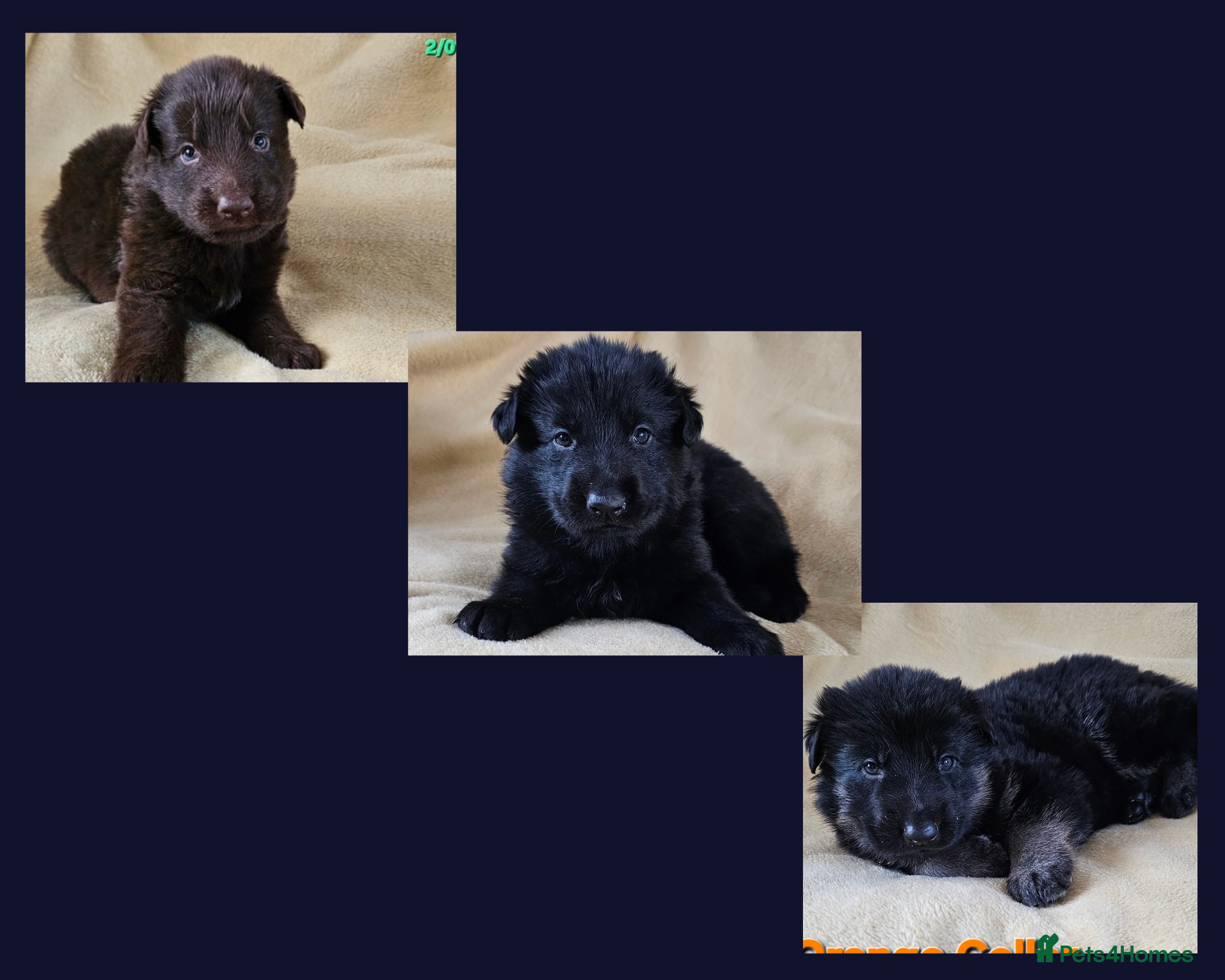 German Shepherd dogs ✴️3 purebred KC registered straight back GSP's✴️ - Advert 9