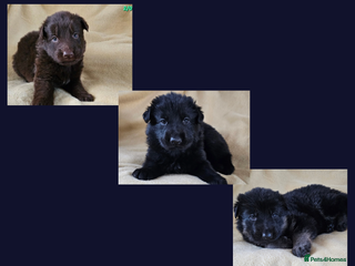 German Shepherd dogs ✴️3 purebred KC registered straight back GSP's✴️ - Advert 2