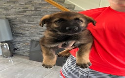 German Shepherd dogs for sale: Exceptional czech shepherds - Image 3