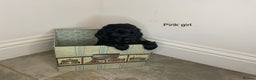 Cocker Spaniel dogs for sale: Hereditary clear working cock spaniels - Advert 6