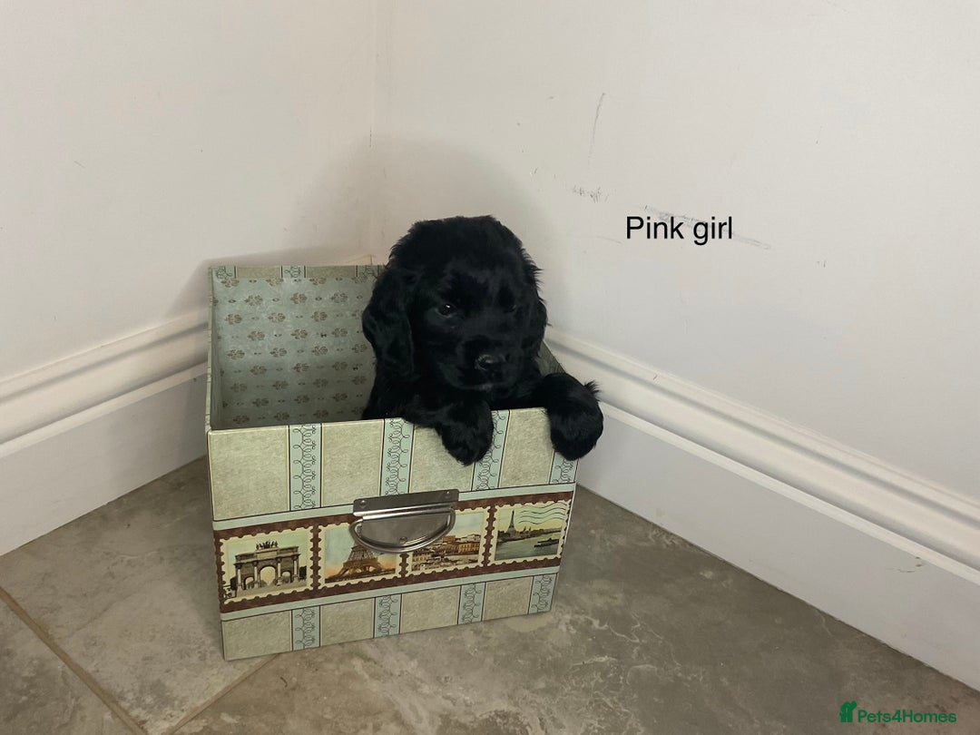 Cocker Spaniel dogs for sale: Hereditary clear working cock spaniels - Advert 6