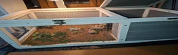 Tortoise reptiles for sale: Tortoise in need of new home. in Todmorden - Advert 5