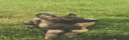 Belgian Shepherd Dog dogs for sale: Belgian malinois - Advert 6