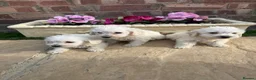 Westiepoo dogs for sale: Westie-poos  in Middlesbrough - Advert 2