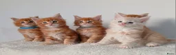 Maine Coon cats for sale: Sweet and Beautiful Pure Breed Maine Coon Kittens - Advert 2