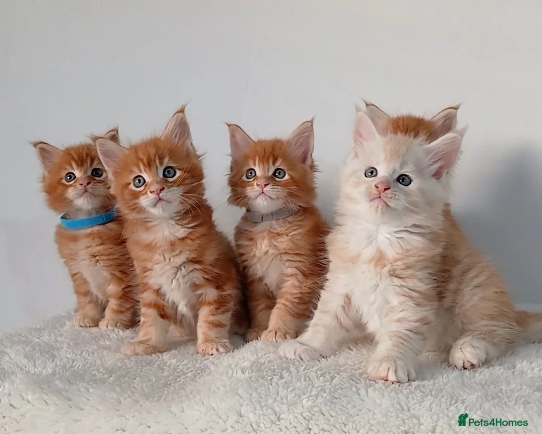 Maine Coon cats for sale: Sweet and Beautiful Pure Breed Maine Coon Kittens - Advert 2