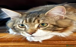 Maine Coon cats for sale: 100% Maine Coon Kittens DNA HEALTH TESTED PARENTS  - Image 12