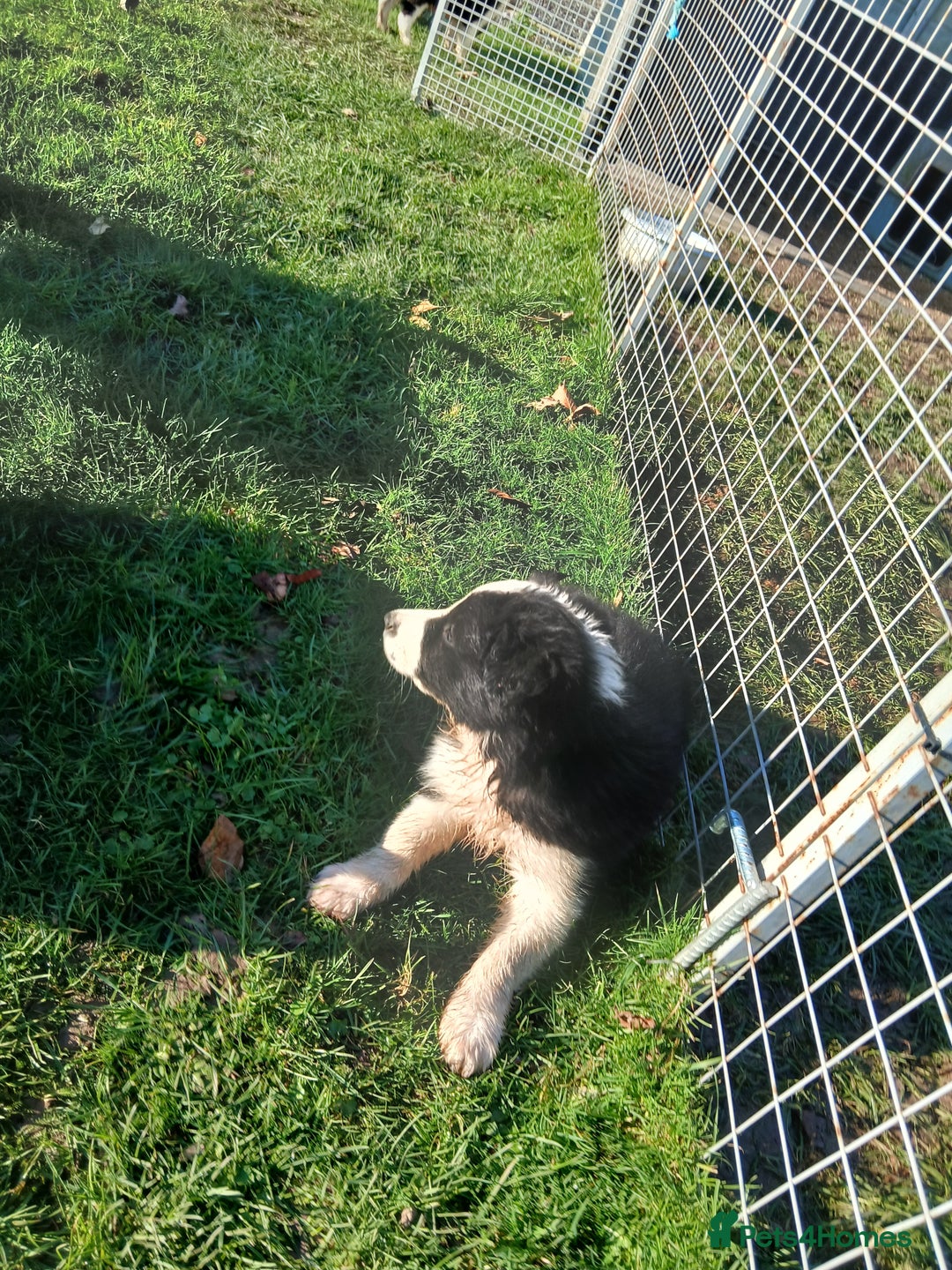 Border Collie dogs for sale: Long coated traditional border collie pups - Advert 23