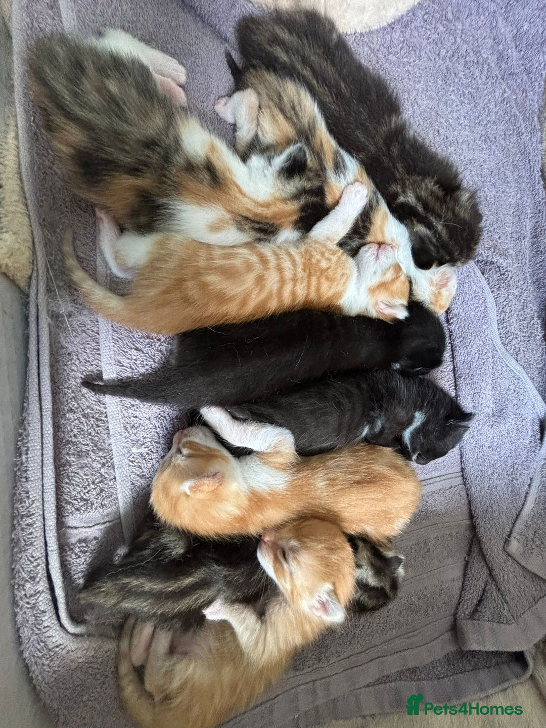 British Shorthair cats for sale: One ginger male and one female torti kitten. - Advert 6