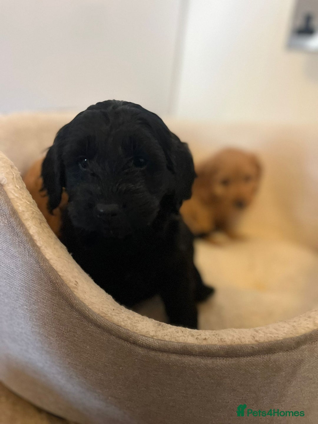 Cockapoo dogs for sale: Beautiful puppies  - Advert 6