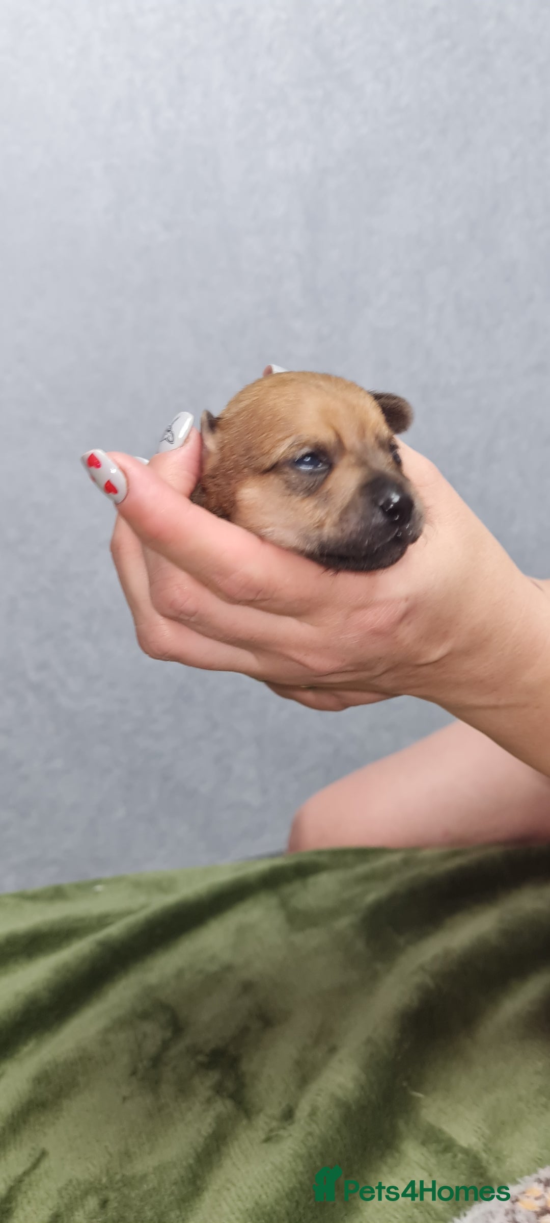 Mixed Breed dogs for sale: Beautiful chihuahua mix puppies - Advert 2