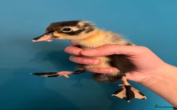 Ducks poultry for sale: Runner ducklings - Image 7
