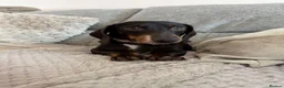 Miniature Dachshund dogs for sale: 1 year old Female minature dachshund  - Advert 4