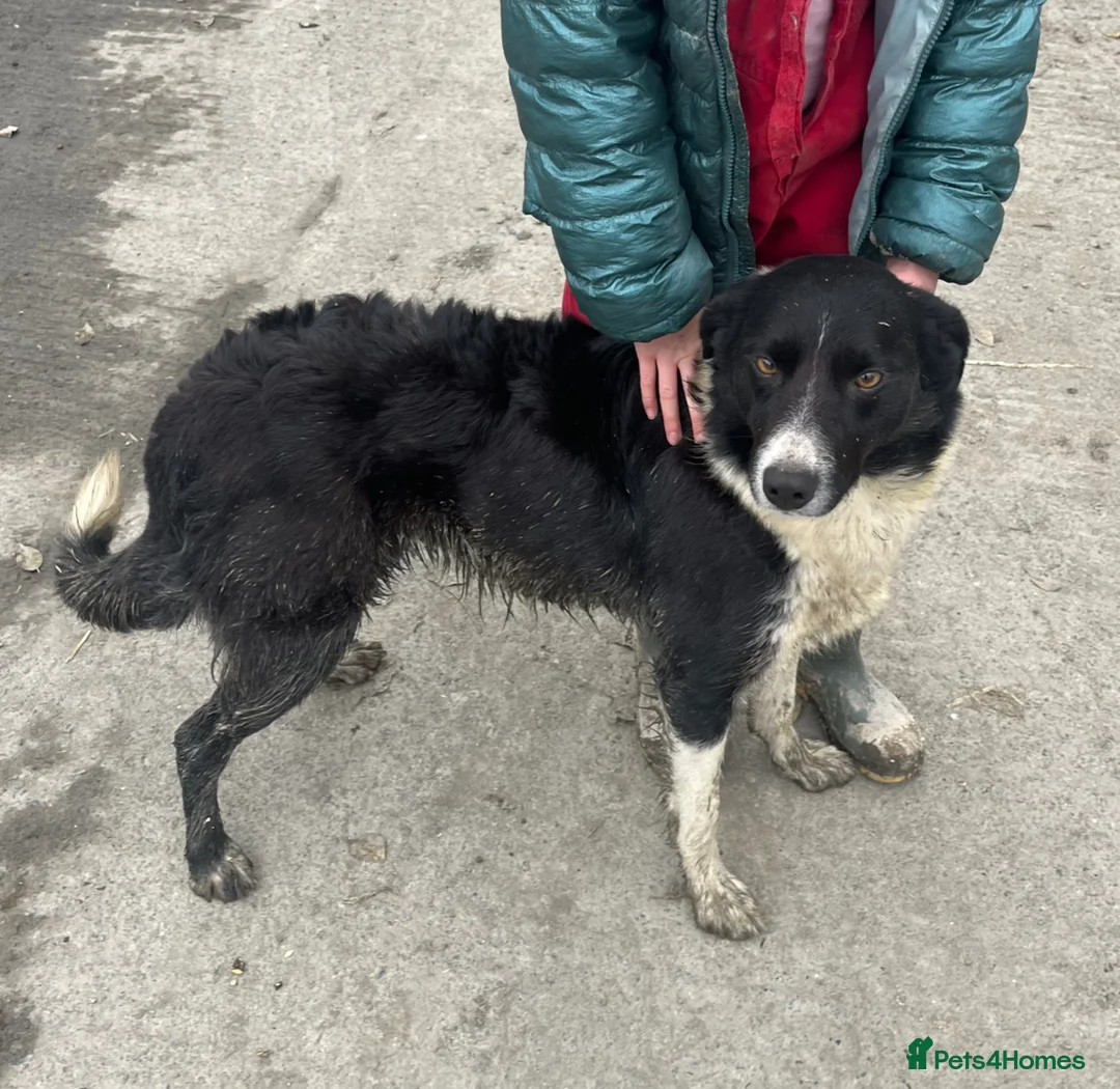 Border Collie dogs for sale: Border Collie Puppies for Sale  - Advert 6