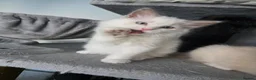 Ragdoll cats for sale: GCCF REGISTERED RAGDOLL KITTENS  - Advert 8