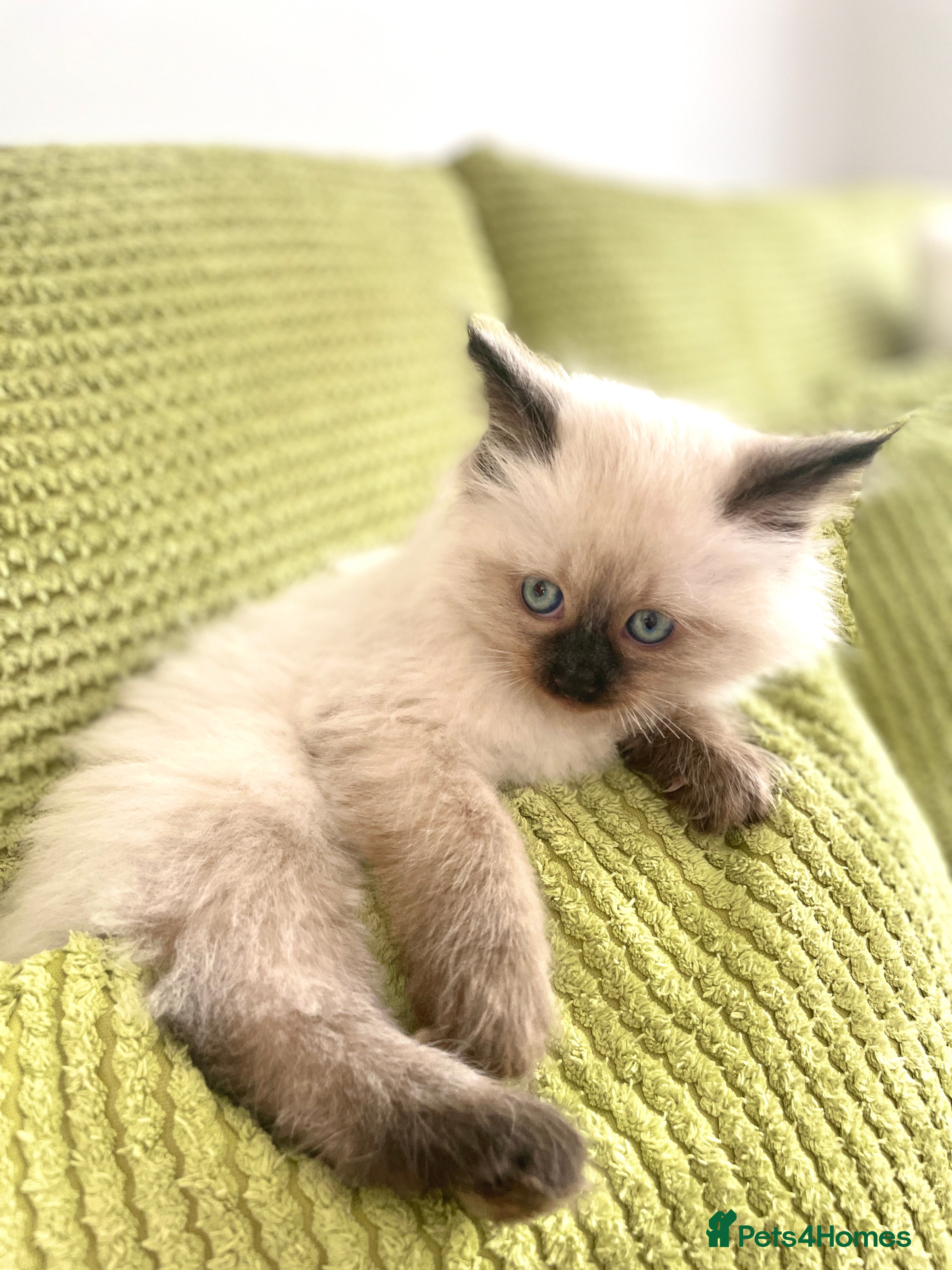 Siberian cats for sale: 2 Pure Neva Masquerade kittens available  - Advert 16