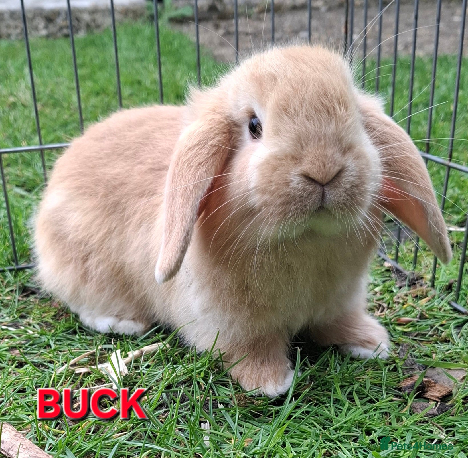 Mini Lop rabbits Baby Mini Lop Male for sale **Ready to leave** - Advert 12