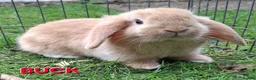Mini Lop rabbits for sale: Mini Lop Rabbits **Ready to leave 12th May** - Advert 7