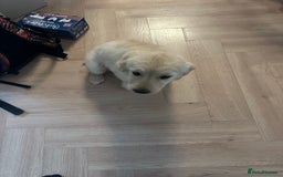 Golden Retriever dogs for sale: Golden retriver female 8 weeks - Image 4